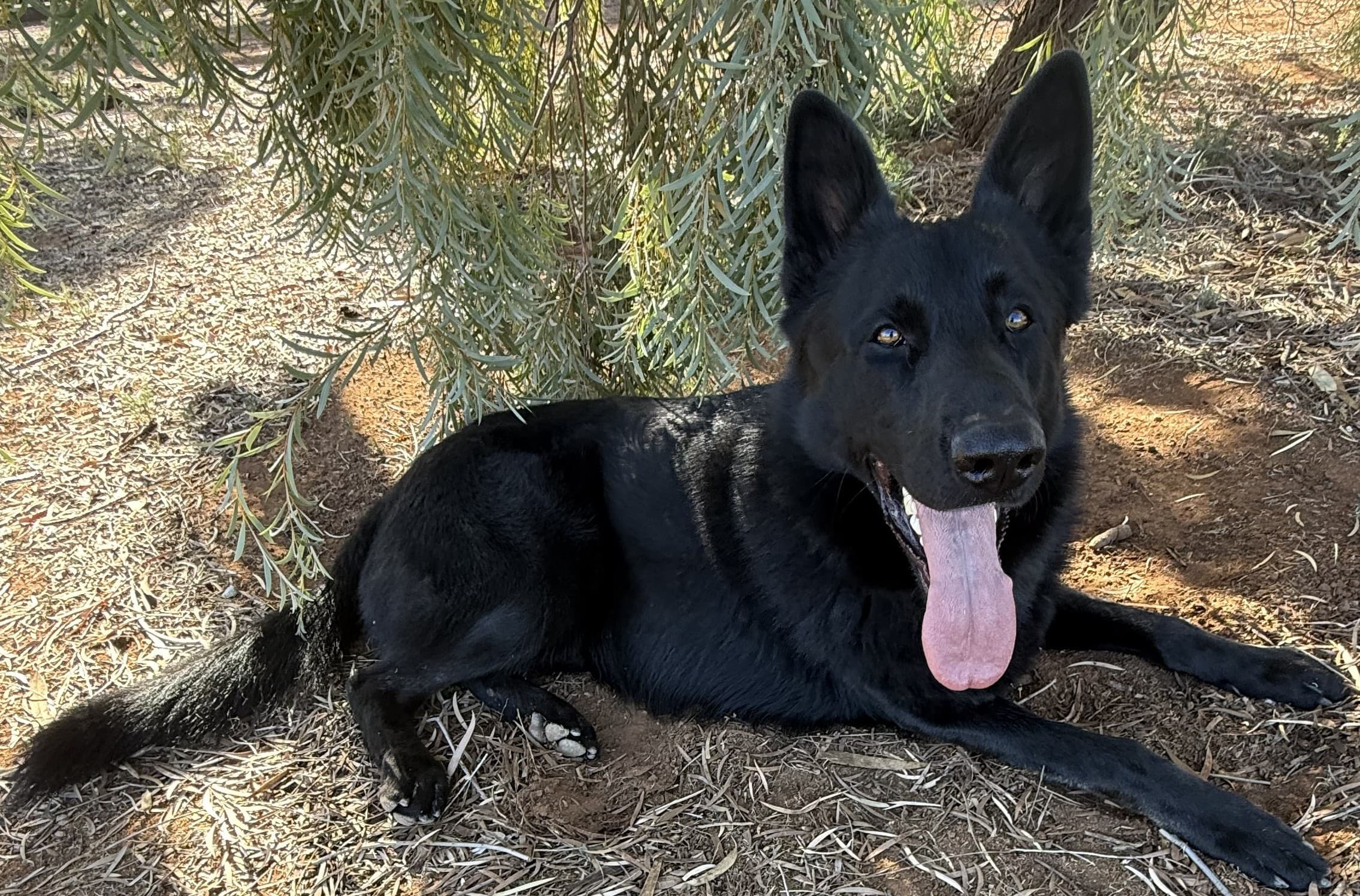 A black German Shepherd lying calmly under a tree after behaviour training