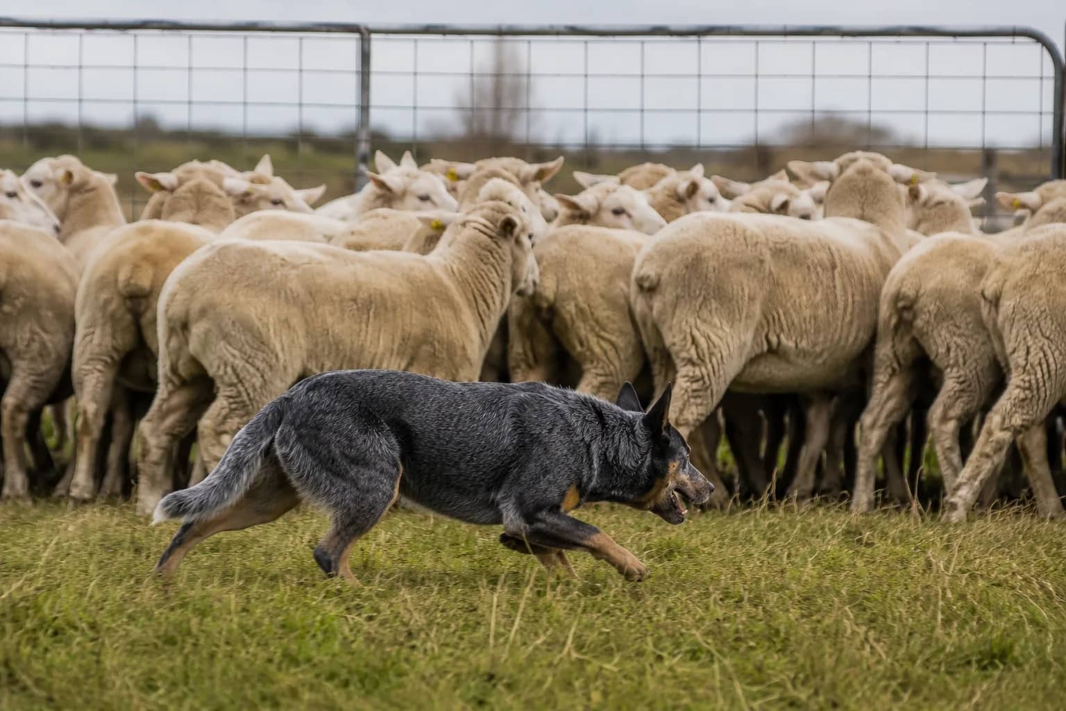 A blue heeler crouched low and moving in on a mob of sheep at a paddock gate — the herding genetics every Australian Cattle Dog owner is working with, whether the dog ever sees stock or not