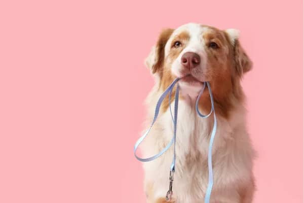 A brown-and-white Australian Shepherd holding a blue leash in its mouth against a soft pink studio background — calm, ready and waiting for a walk