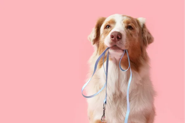 A brown-and-white Australian Shepherd holding a blue leash in its mouth against a soft pink studio background — calm, ready and waiting for a walk