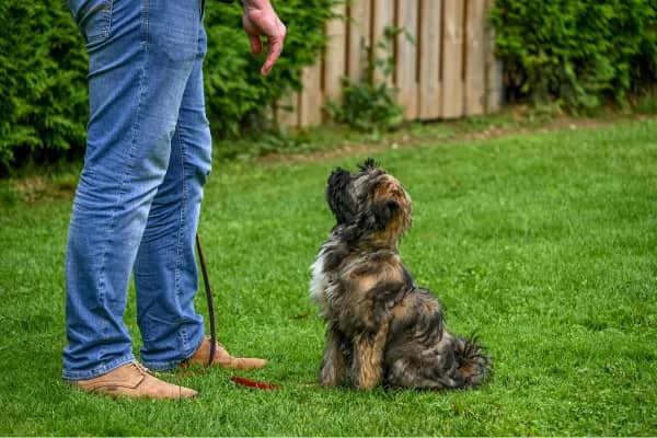A small scruffy dog sitting and looking up attentively at its handler on a backyard lawn — the simple, calm picture of a dog learning from someone they trust