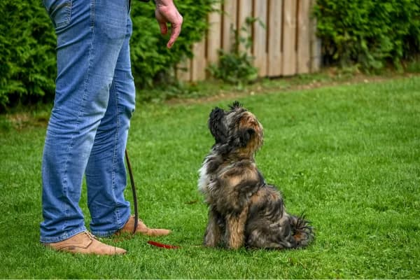 A small scruffy dog sitting and looking up attentively at its handler on a backyard lawn — the simple, calm picture of a dog learning from someone they trust