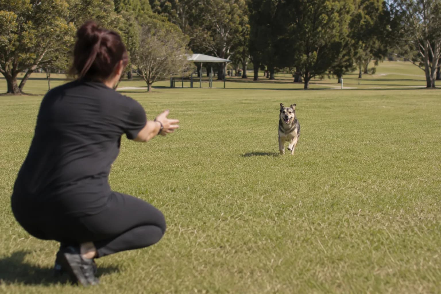 A handler crouched low with arms open as her shepherd-mix sprints toward her across a wide green park — the picture of reliable, willing recall