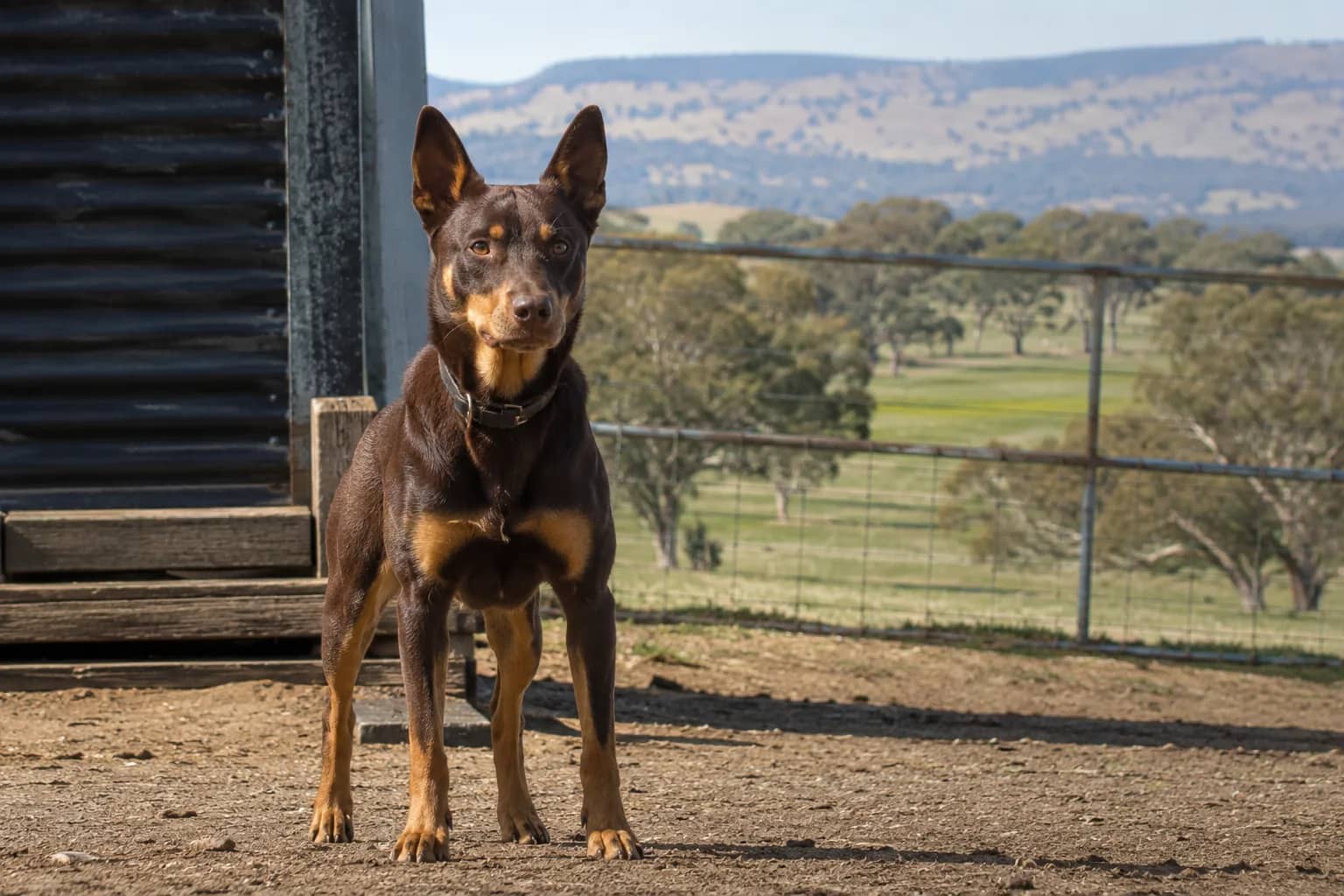 A red-and-tan working-line kelpie standing alert on a farm yard with paddocks and ranges behind — the breed in its original element