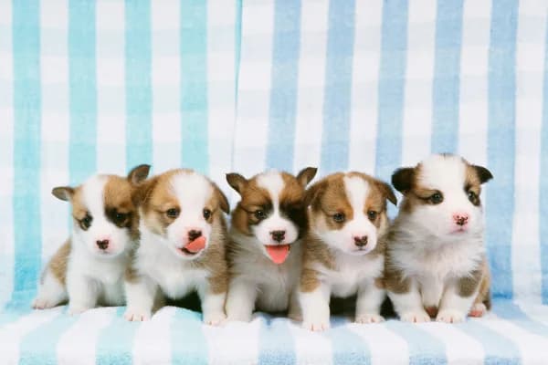 Five young Pembroke Welsh Corgi puppies lined up together on a soft blue gingham blanket — the critical-window age where socialisation choices set the dog up for life