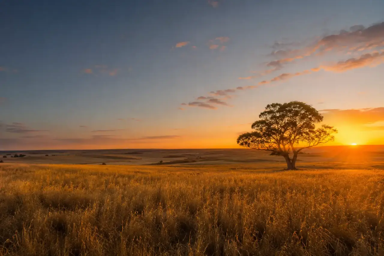 Sunset over a regional South Australian paddock with a lone tree — the working country across the Upper Spencer Gulf, Iron Triangle and Mid North