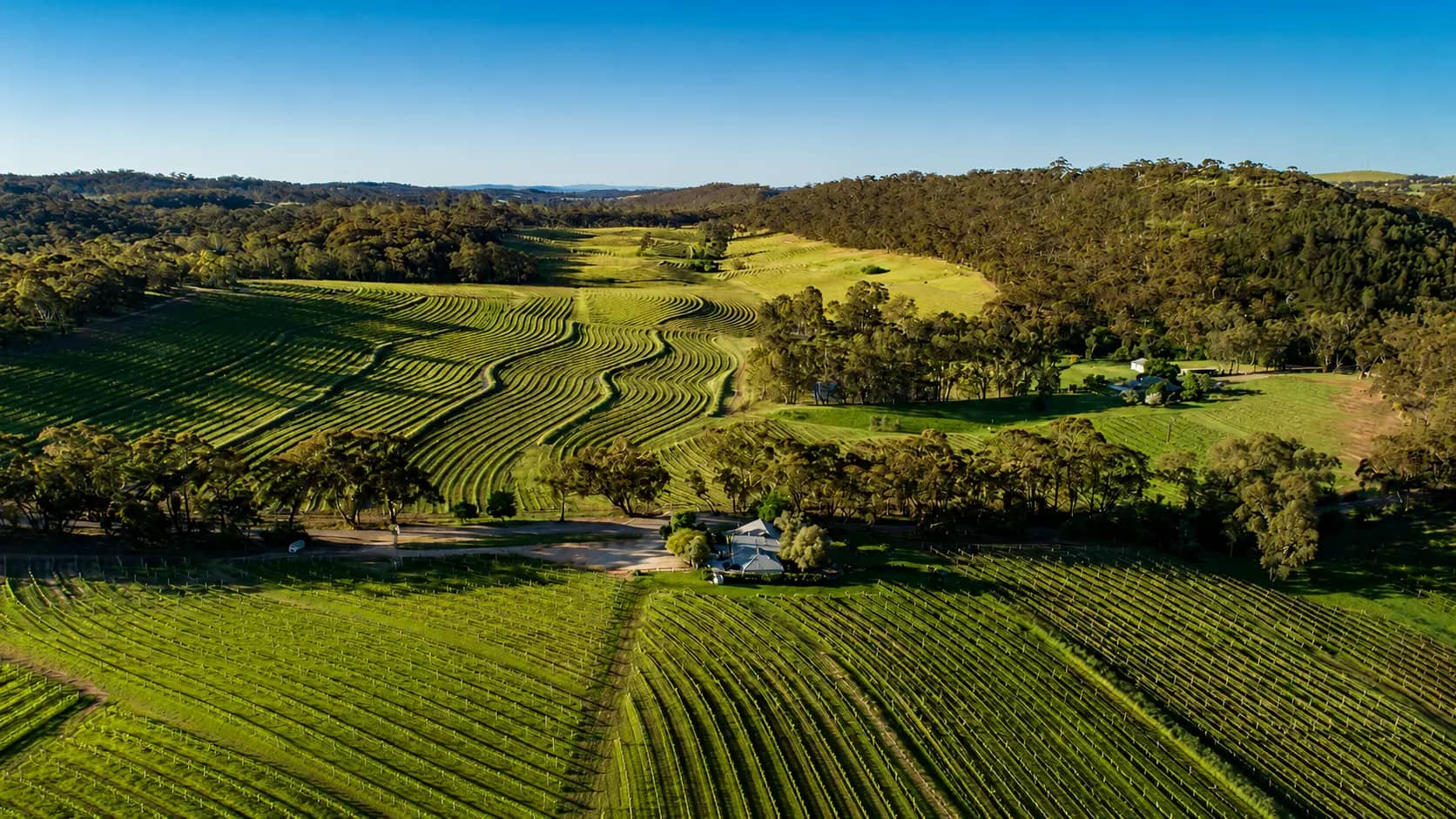 Aerial view of Clare Valley vineyard rows curving through green hills